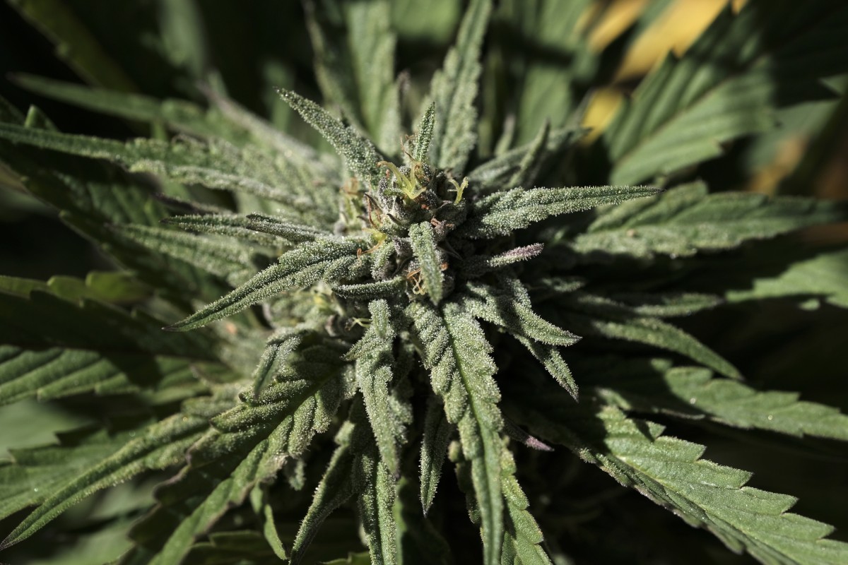 Granville to consider medical marijuana industry
